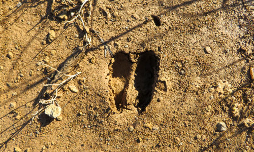 Taller de rastres d’animals