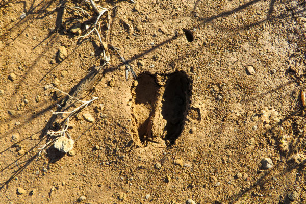 Taller de rastres d’animals